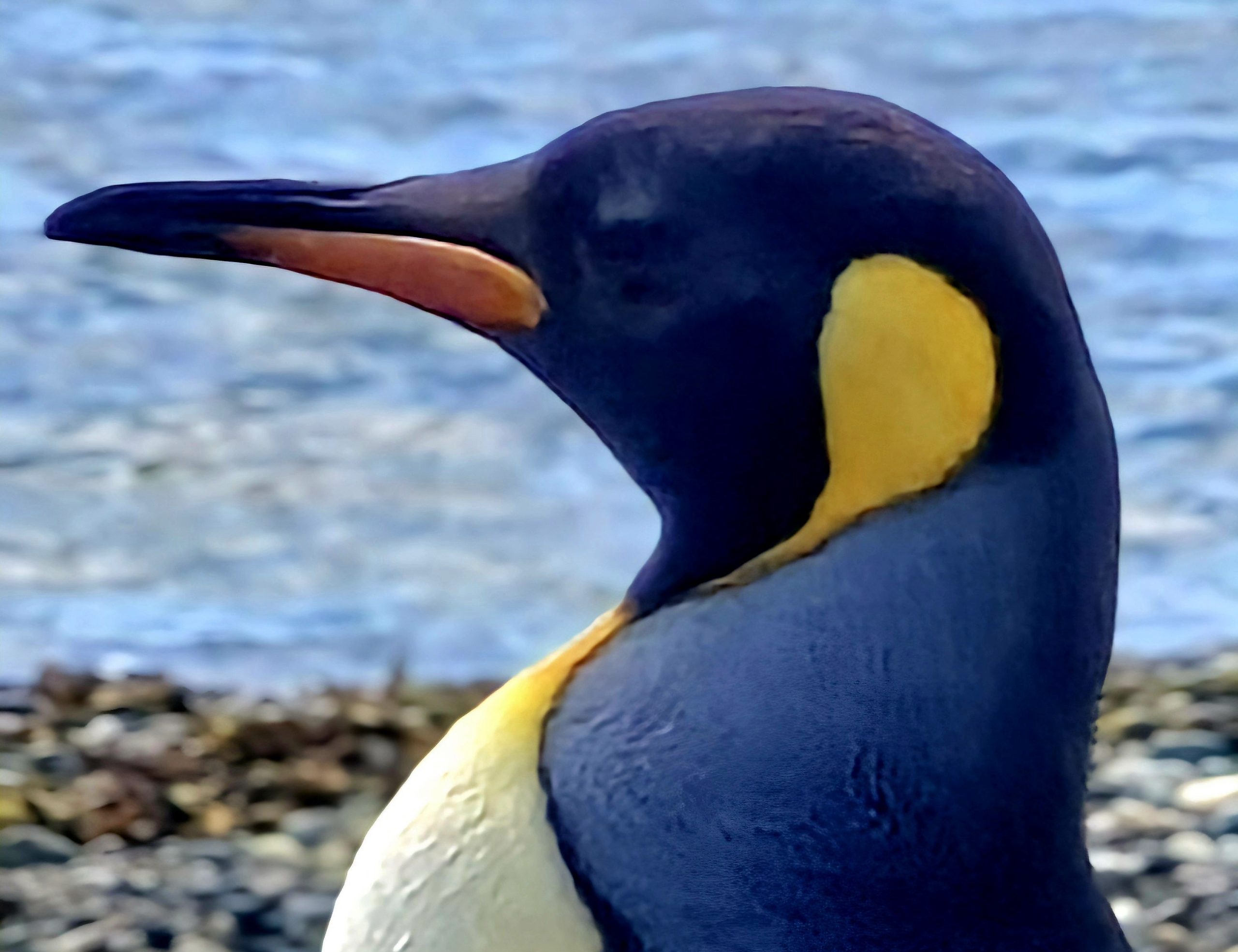 Pingüino Rey en Tierra del Fuego - Imagen 12