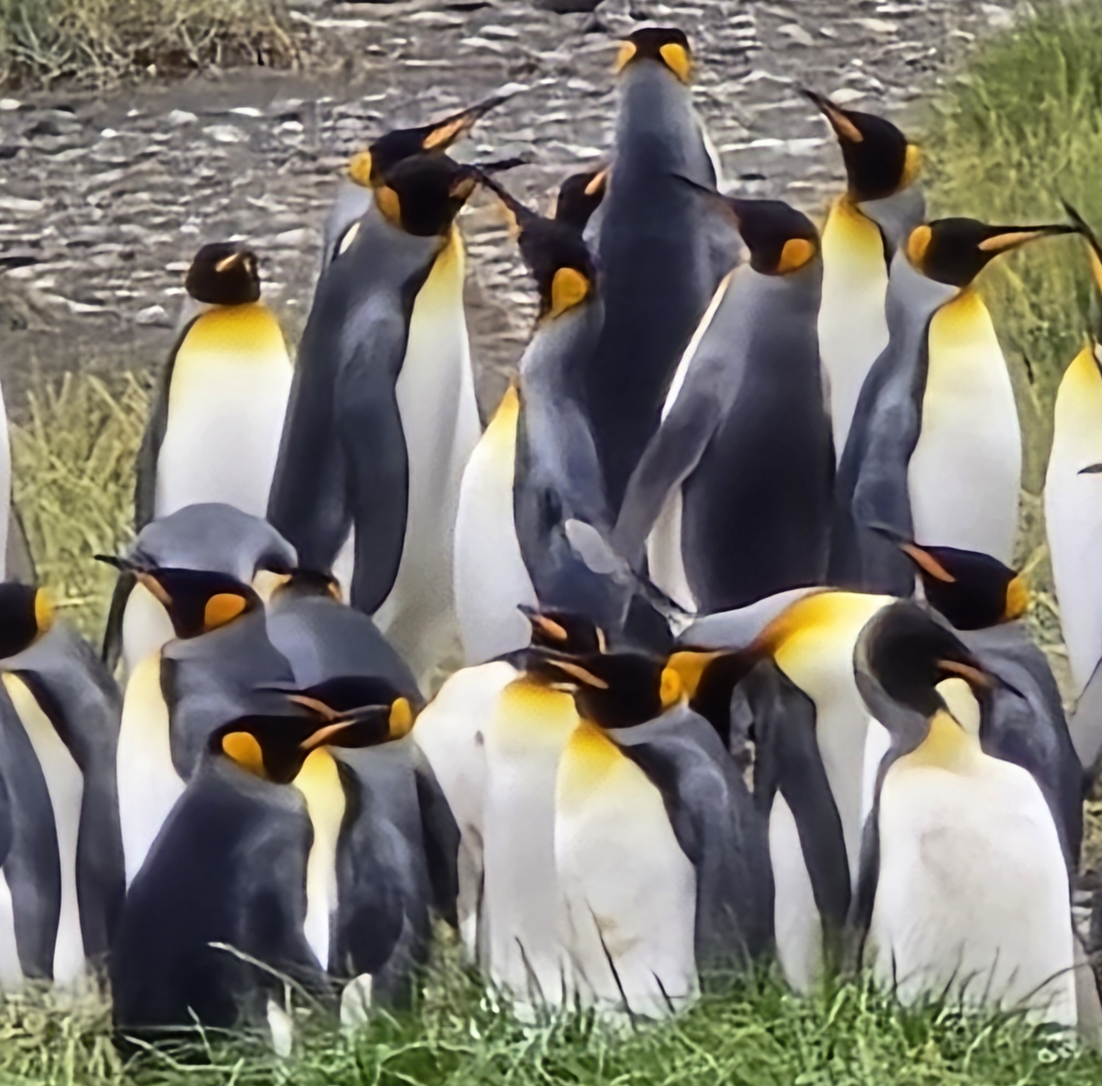 Pingüino Rey en Tierra del Fuego - Imagen 13