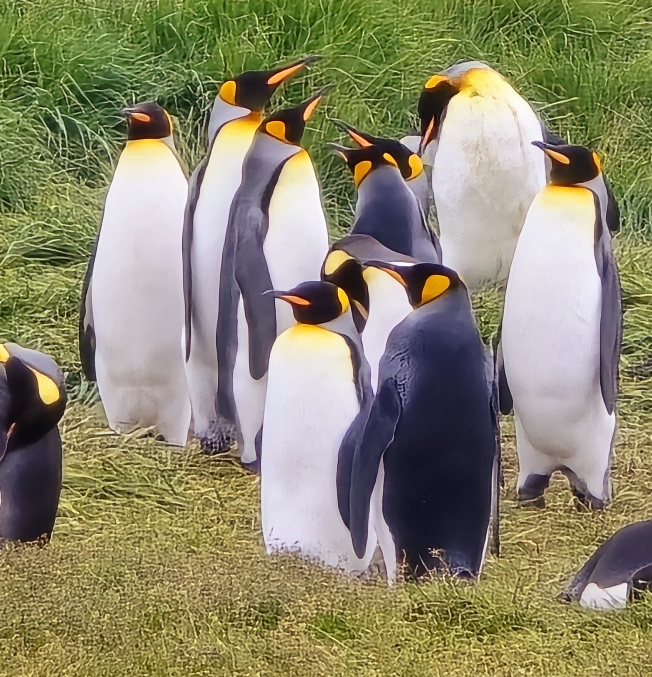 Pingüino Rey en Tierra del Fuego - Imagen 14