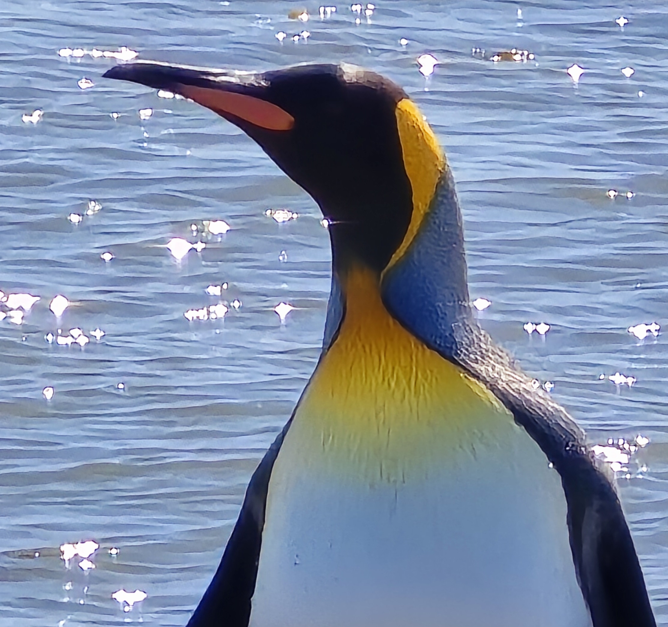 Pingüino Rey en Tierra del Fuego - Imagen 15