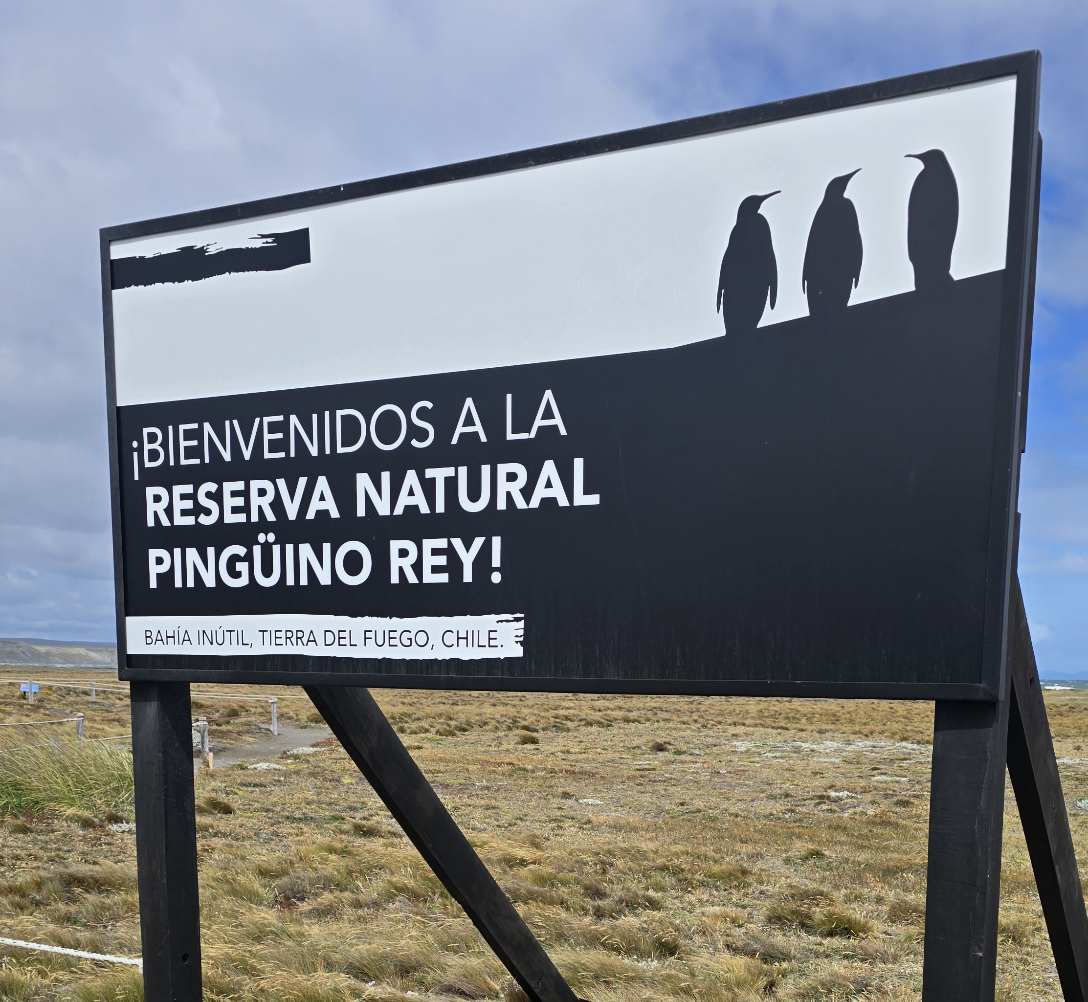 Pingüino Rey en Tierra del Fuego