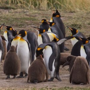 Pingüino Rey en Tierra del Fuego