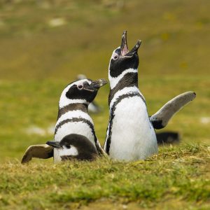 Pingüinos Isla Magdalena